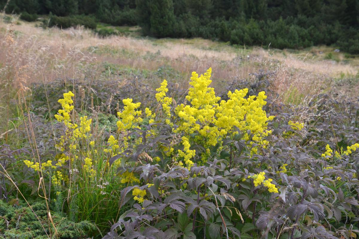 Platzer Alm 20.08.2022